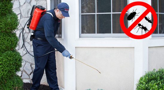 Tut Hamam Böceği İlaçlama böcek ilaçlama ve haşere kontrolü — ilaclama-tr.com